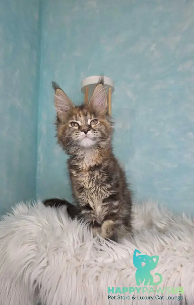 Safari Maine Coon female black tortie with white tabby live animals