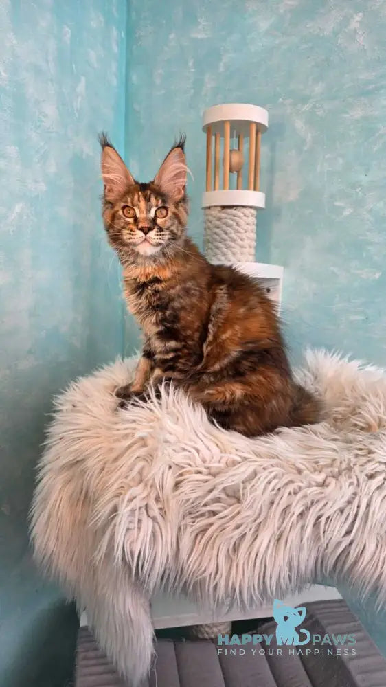 Safari Maine Coon female black tortie with white tabby live animals