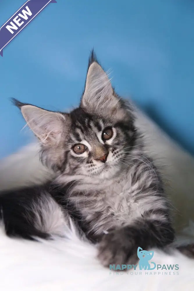 Saffi Maine Coon female black golden tabby live animals