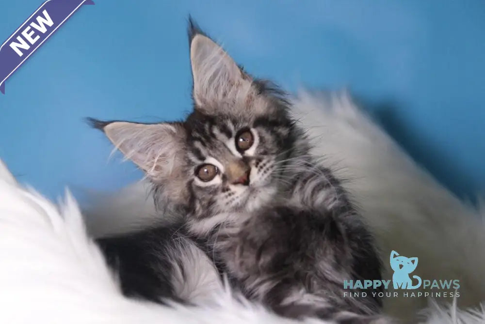 Saffi Maine Coon female black golden tabby live animals