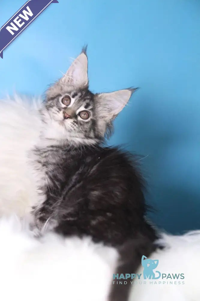 Saffi Maine Coon female black golden tabby live animals