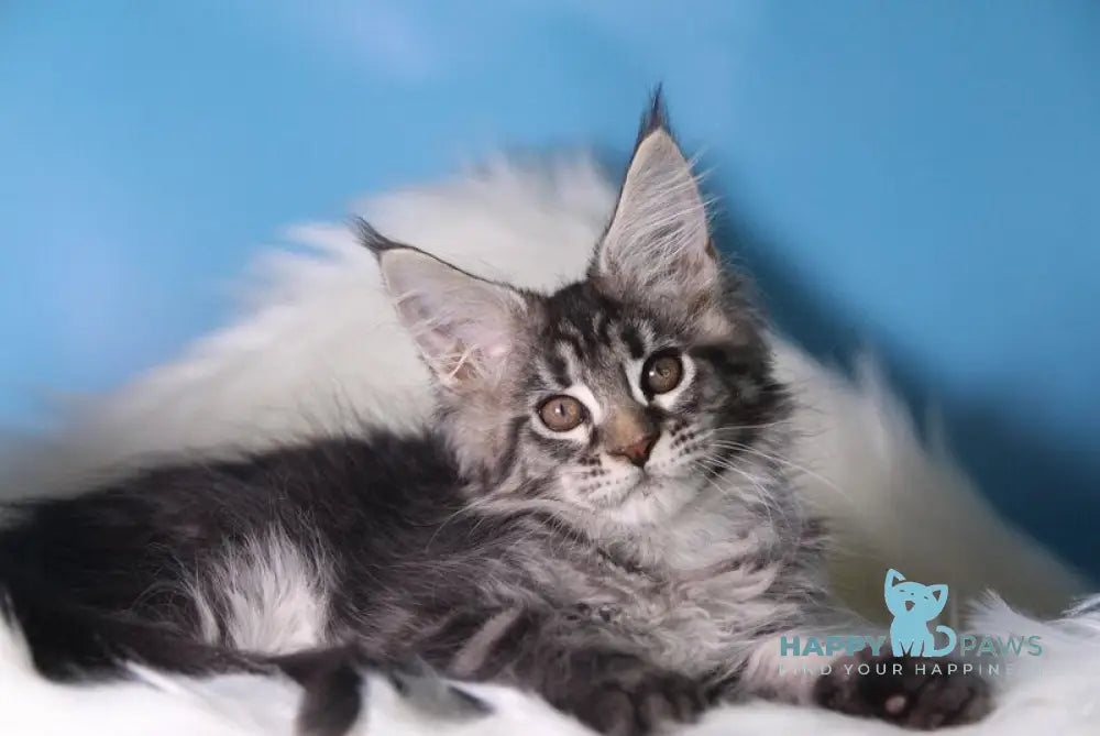 Saffi Maine Coon female black golden tabby live animals