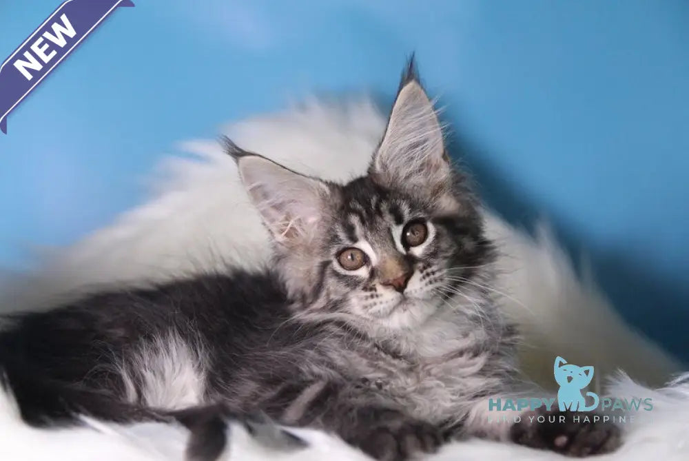 Saffi Maine Coon female black golden tabby live animals