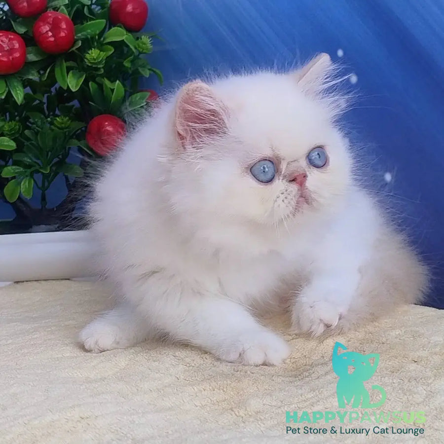 Saffi Persian female cream pointed - live animals