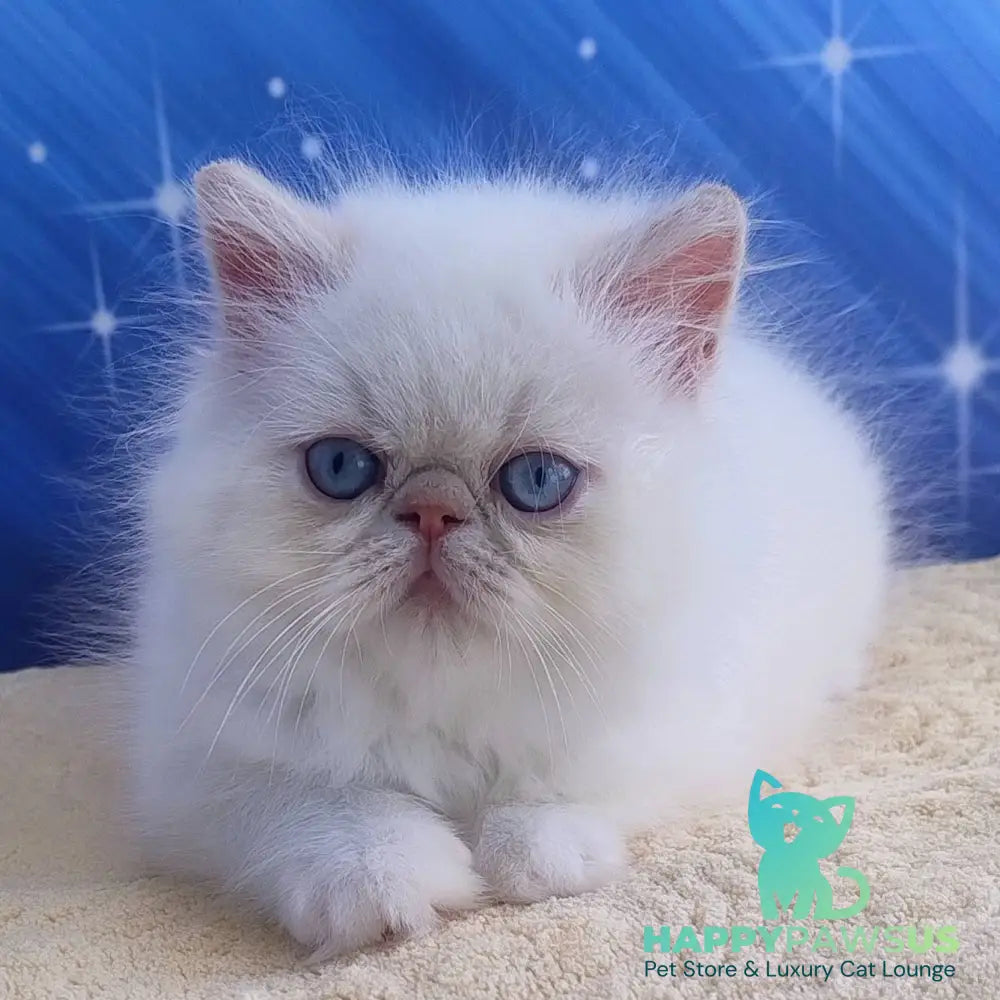 Saffi Persian female cream pointed - live animals