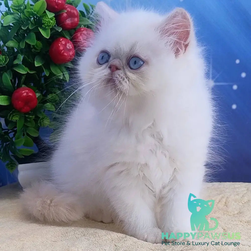 Saffi Persian female cream pointed - live animals