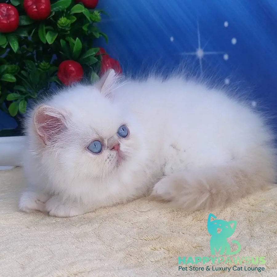 Saffi Persian female cream pointed - live animals