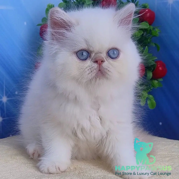 Saffi Persian female cream pointed - live animals