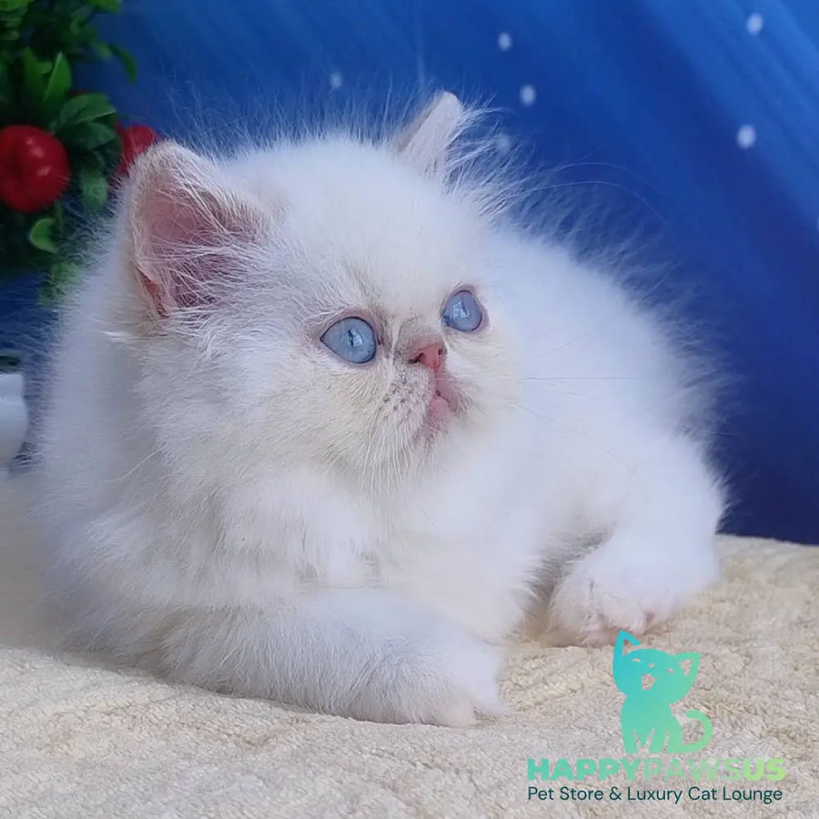 Saffi Persian female cream pointed - live animals