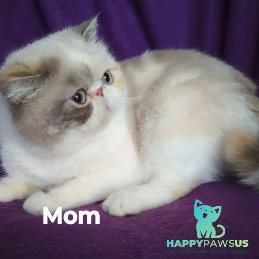 Saffi Persian female cream pointed - live animals