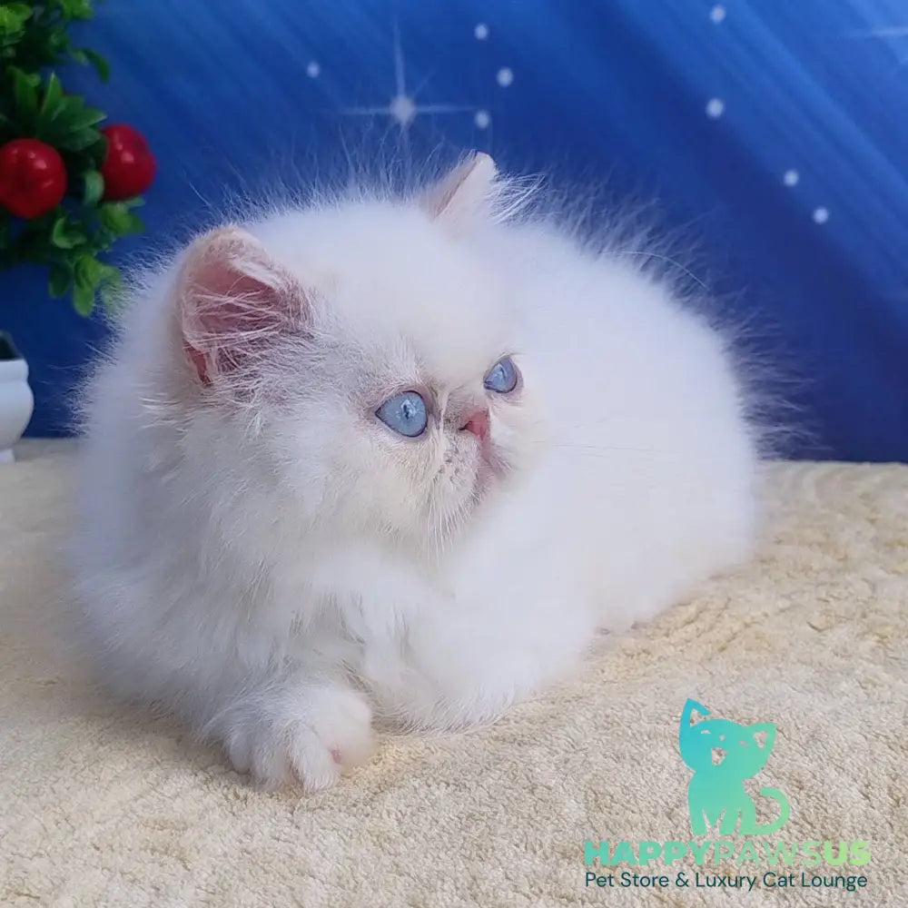 Saffi Persian female cream pointed - live animals