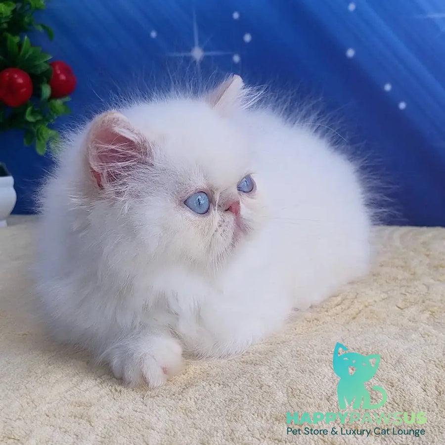 Saffi Persian female cream pointed - live animals