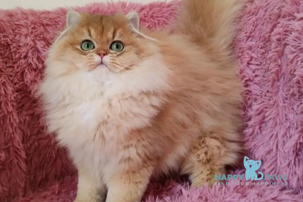 Saffira British Longhair female black golden chinchilla - live animals