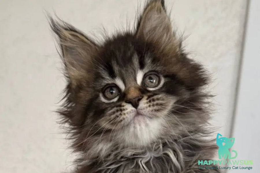 Safina Maine Coon male black tabby - live animals