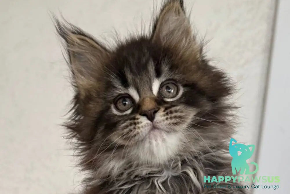 Safina Maine Coon male black tabby - live animals