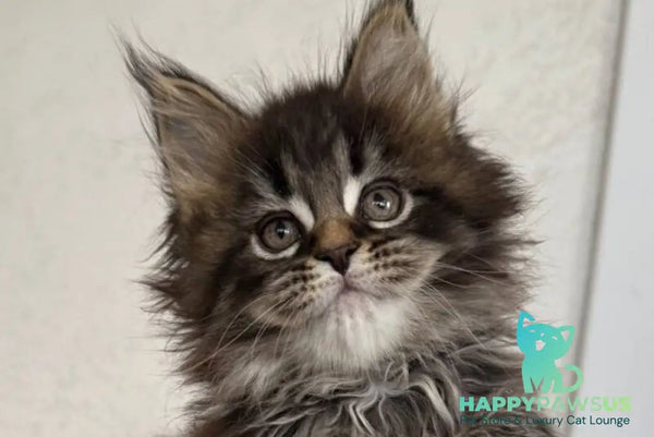 Safina Maine Coon male black tabby - live animals