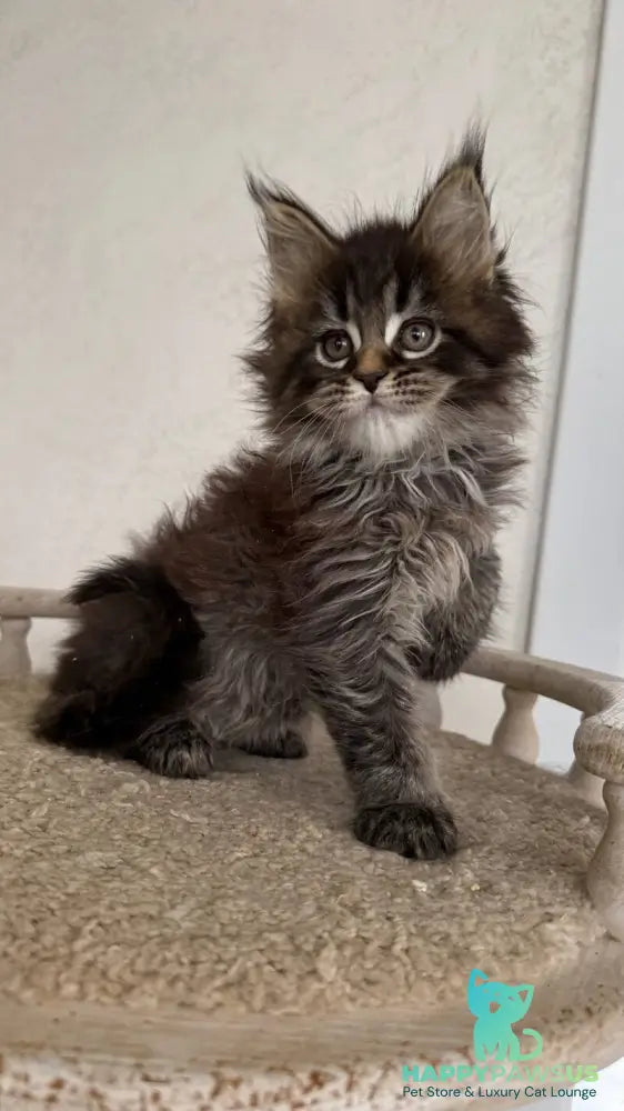 Safina Maine Coon male black tabby - live animals