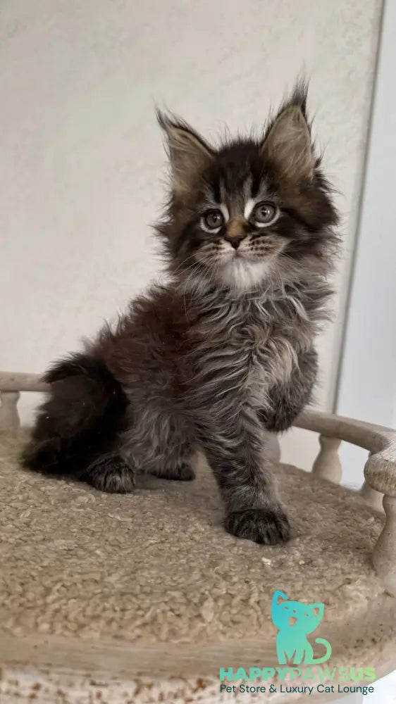 Safina Maine Coon male black tabby - live animals