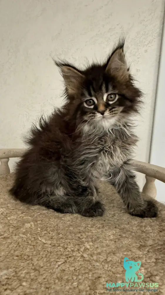 Safina Maine Coon male black tabby - live animals