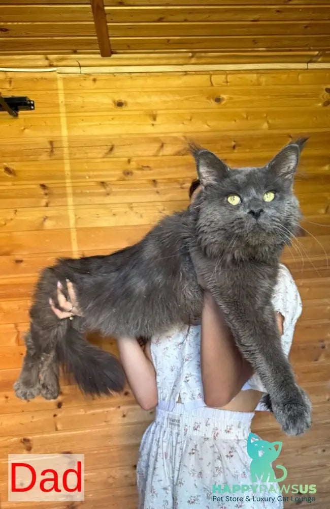 Safina Maine Coon male black tabby - live animals