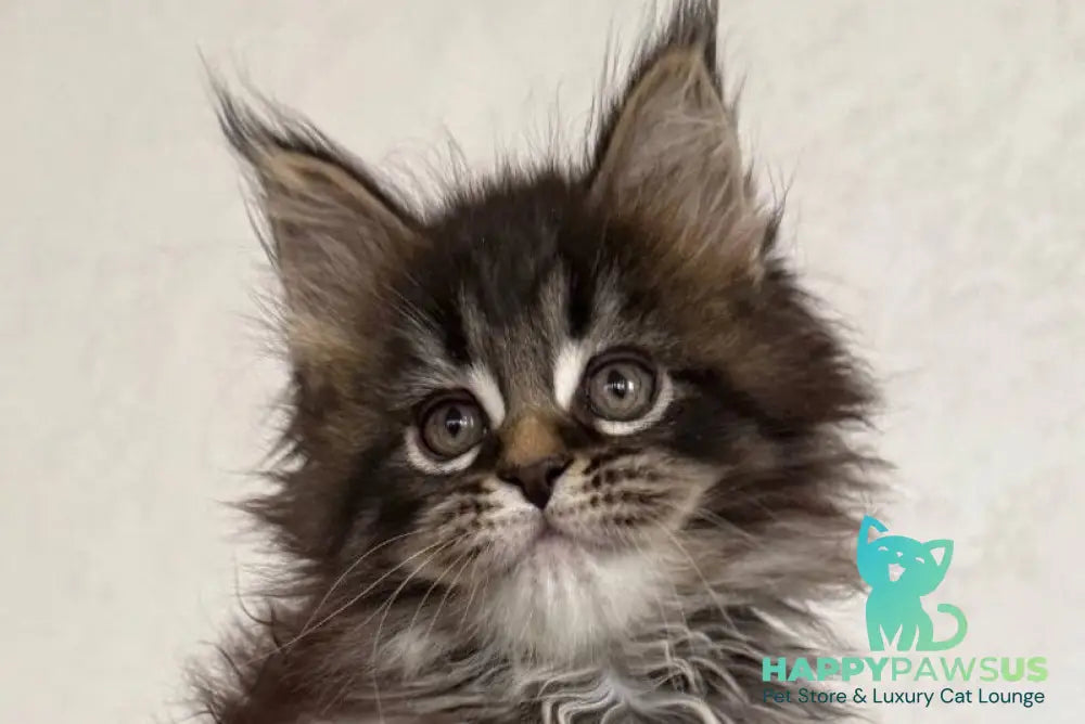 Safina Maine Coon male black tabby - live animals
