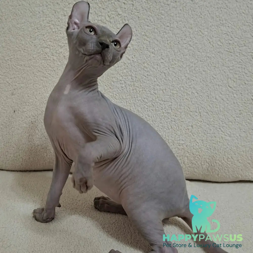Sahar Elf male blue - live animals