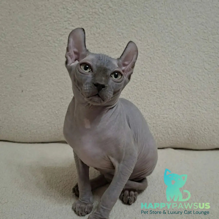 Sahar Elf male blue - live animals