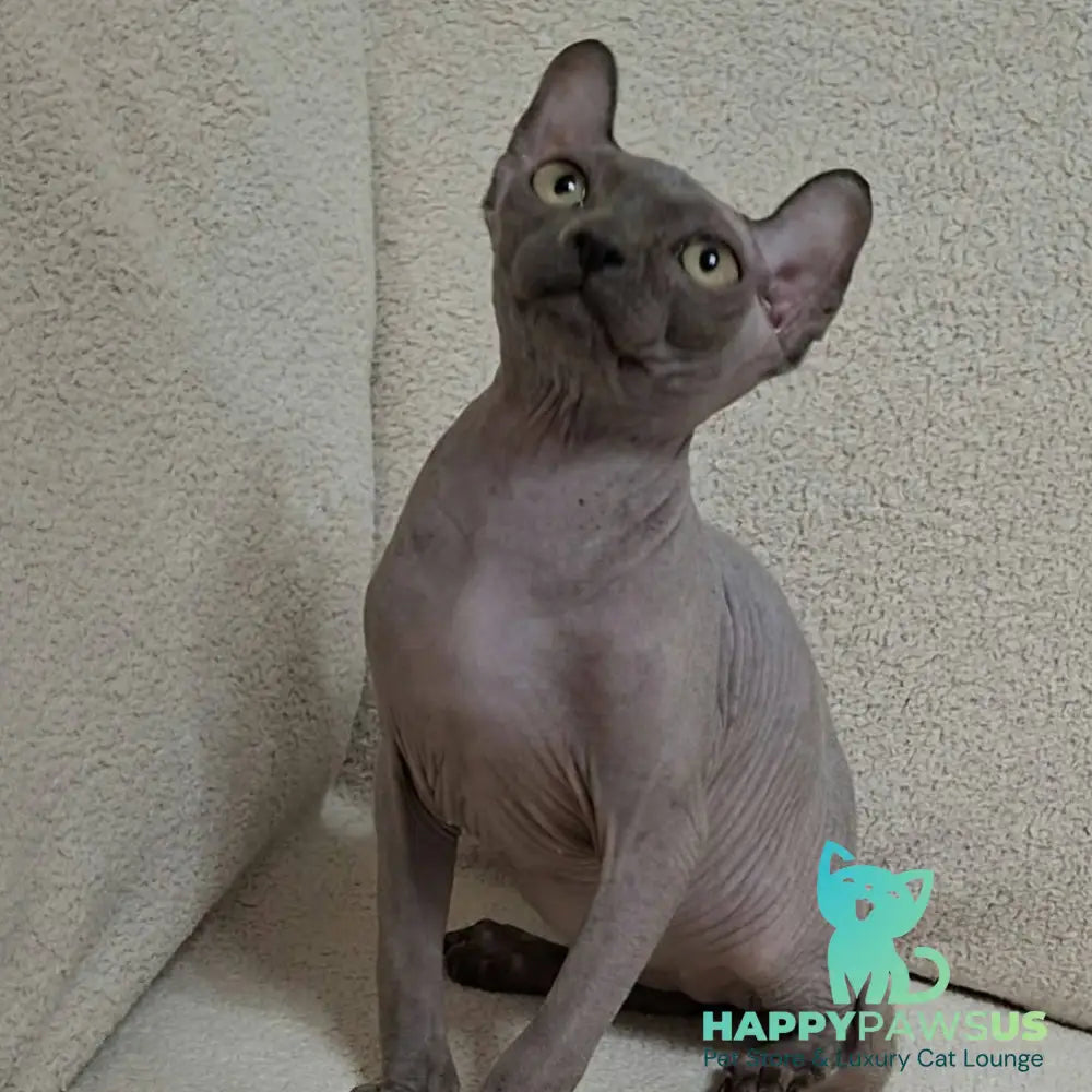 Sahar Elf male blue - live animals