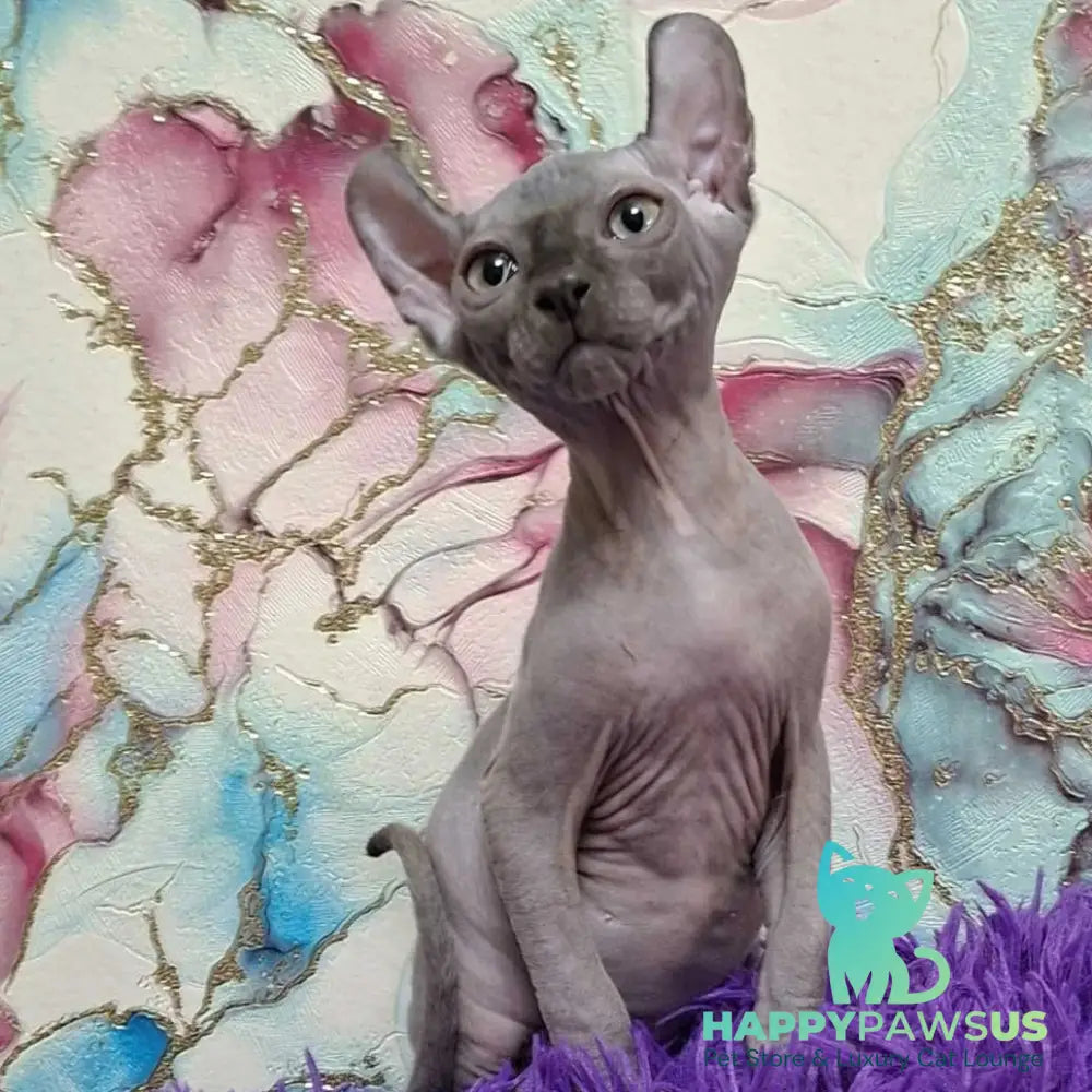 Sahar Elf male blue - live animals
