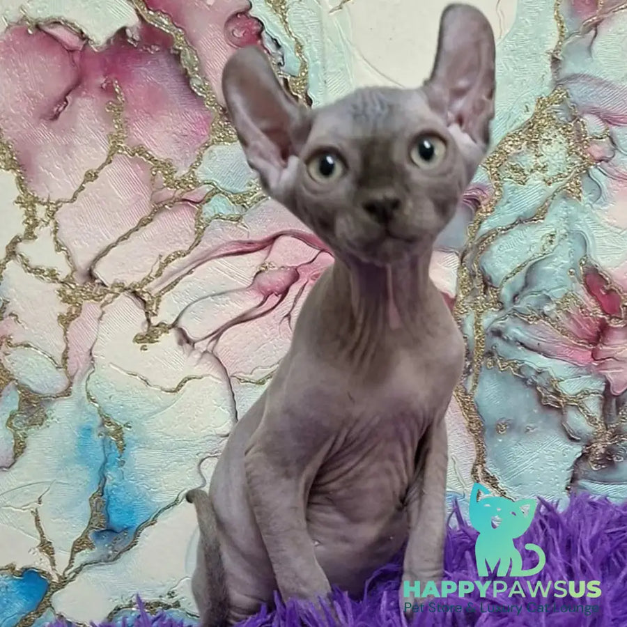 Sahar Elf male blue - live animals