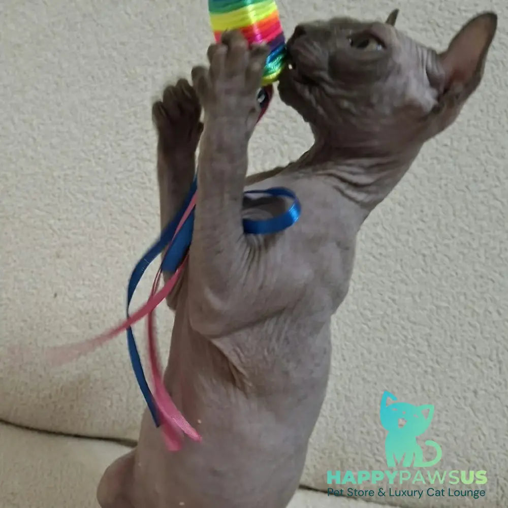 Sahar Elf male blue - live animals