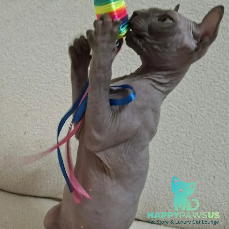Sahar Elf male blue - live animals