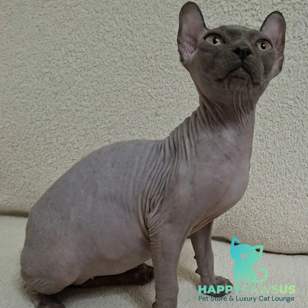 Sahar Elf male blue - live animals