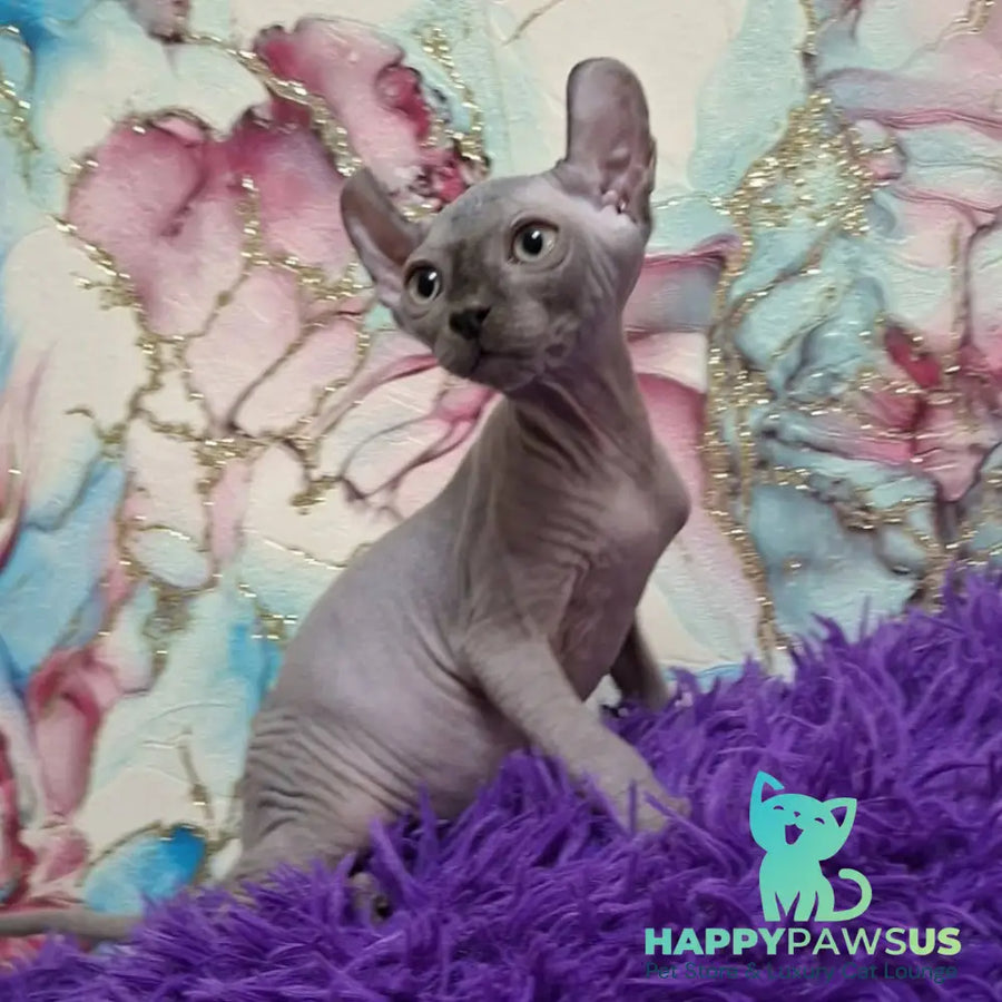 Sahar Elf male blue - live animals