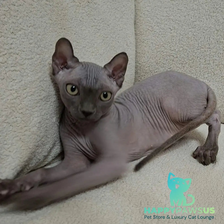 Sahar Elf male blue - live animals