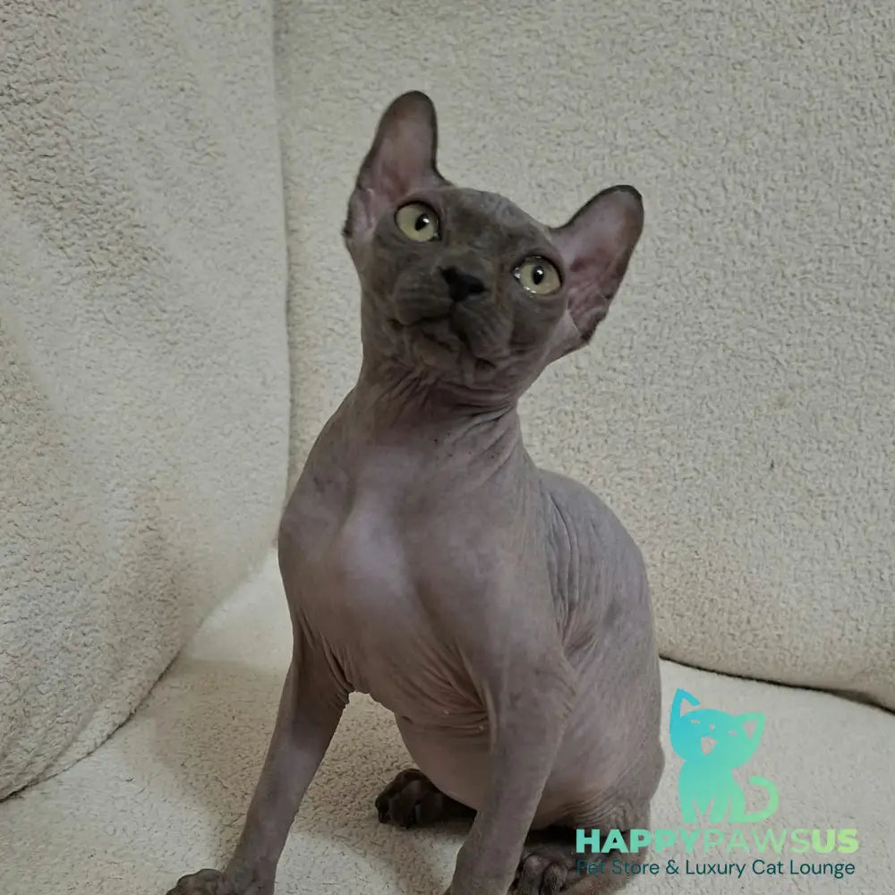 Sahar Elf male blue - live animals