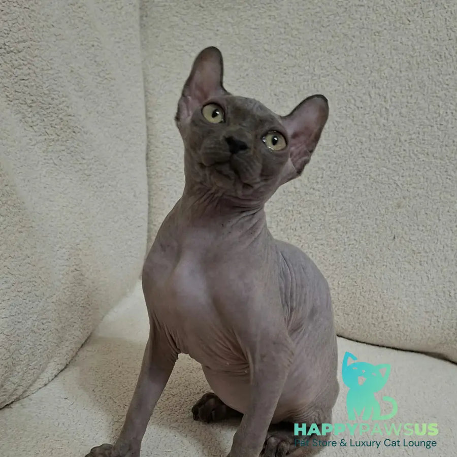Sahar Elf male blue - live animals