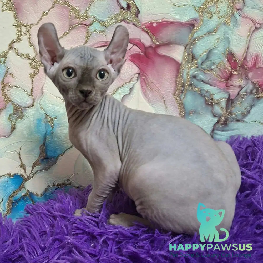Sahar Elf male blue - live animals