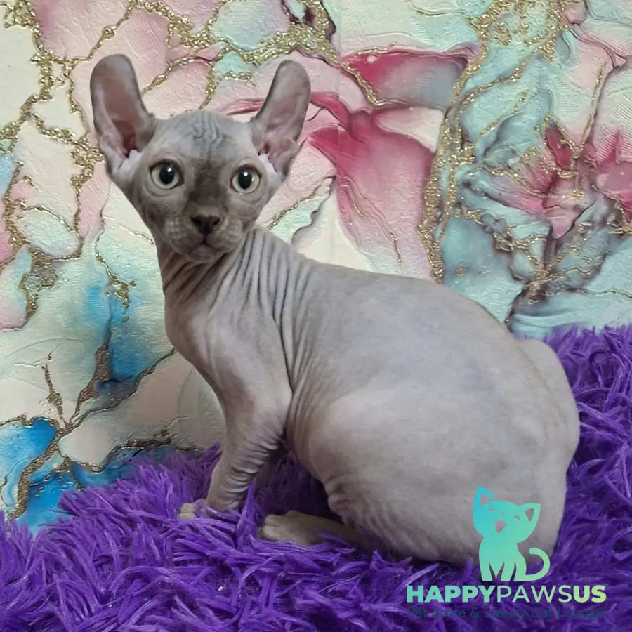 Sahar Elf male blue - live animals