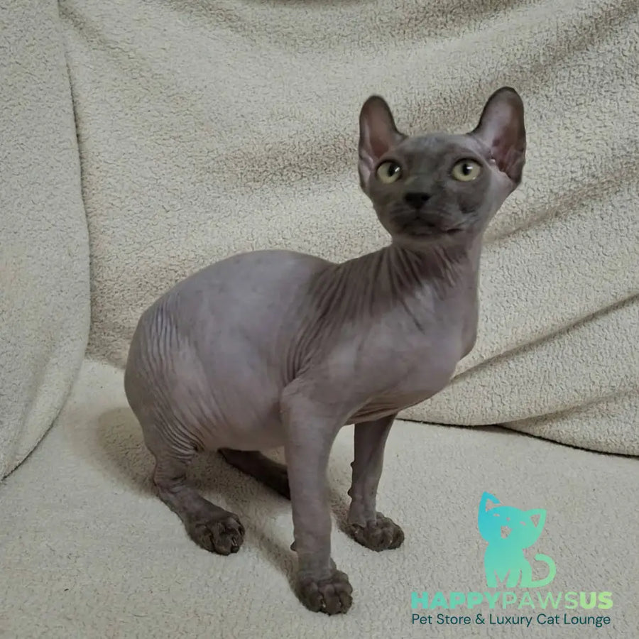 Sahar Elf male blue - live animals