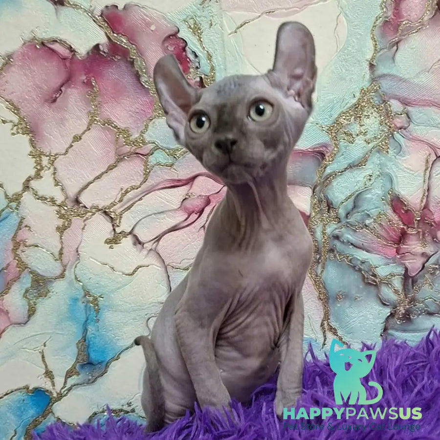 Sahar Elf male blue - live animals