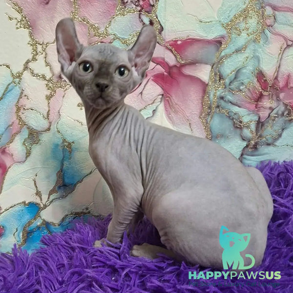 Sahar Elf male blue - live animals