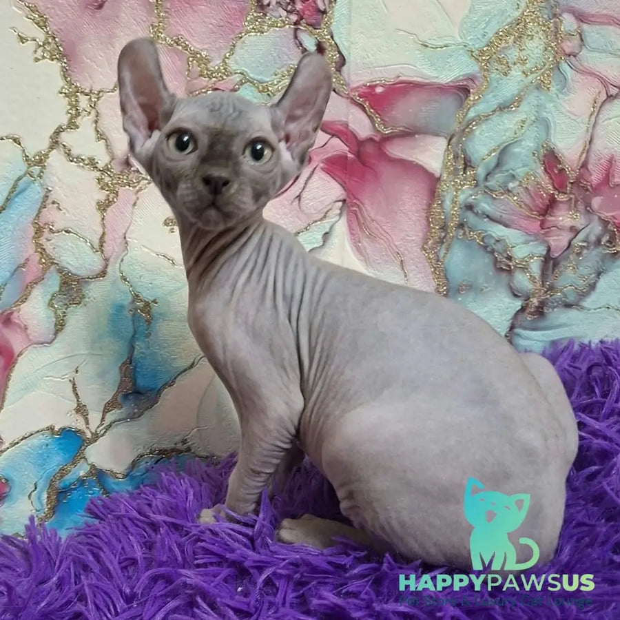 Sahar Elf male blue - live animals