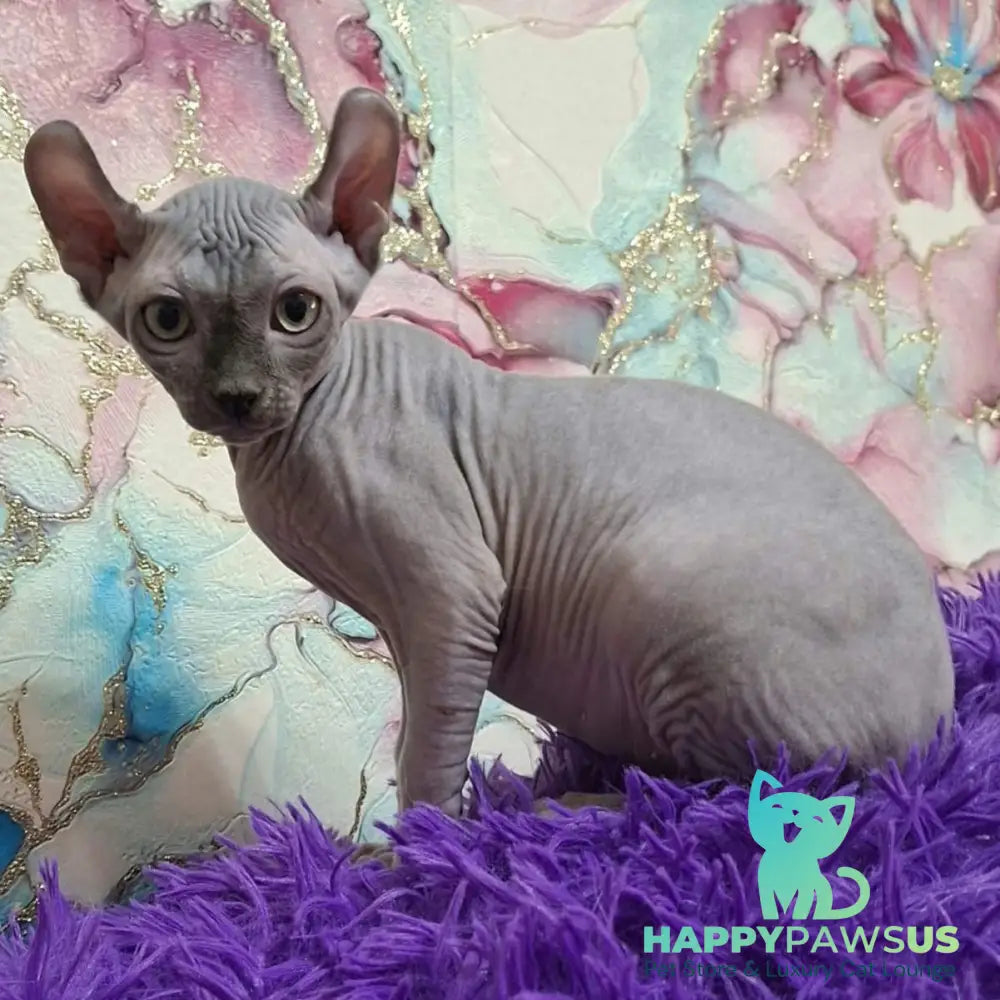 Sahar Elf male blue - live animals