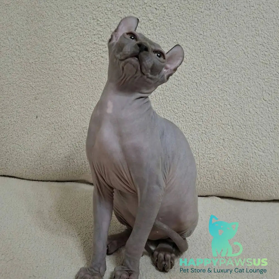 Sahar Elf male blue - live animals