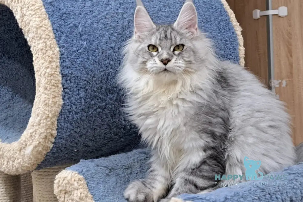 Sahar Maine Coon Female Black Silver Spotted Tabby Live Animals