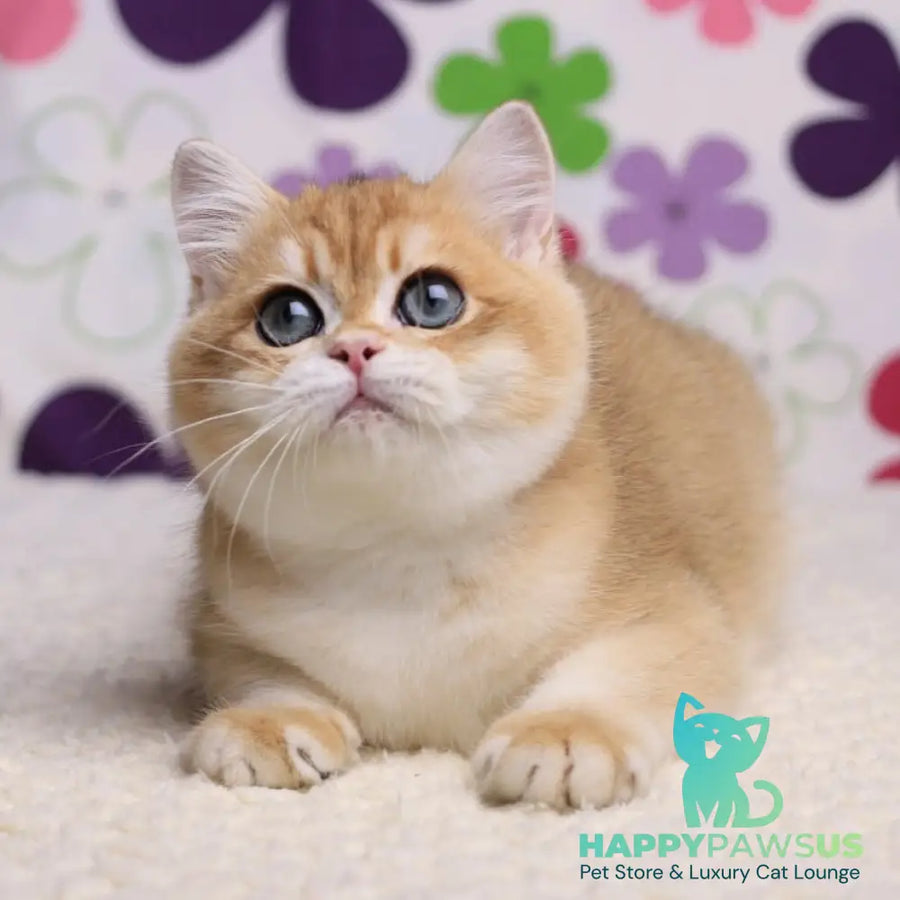 Saharok British Shorthair male black golden chinchilla - live animals