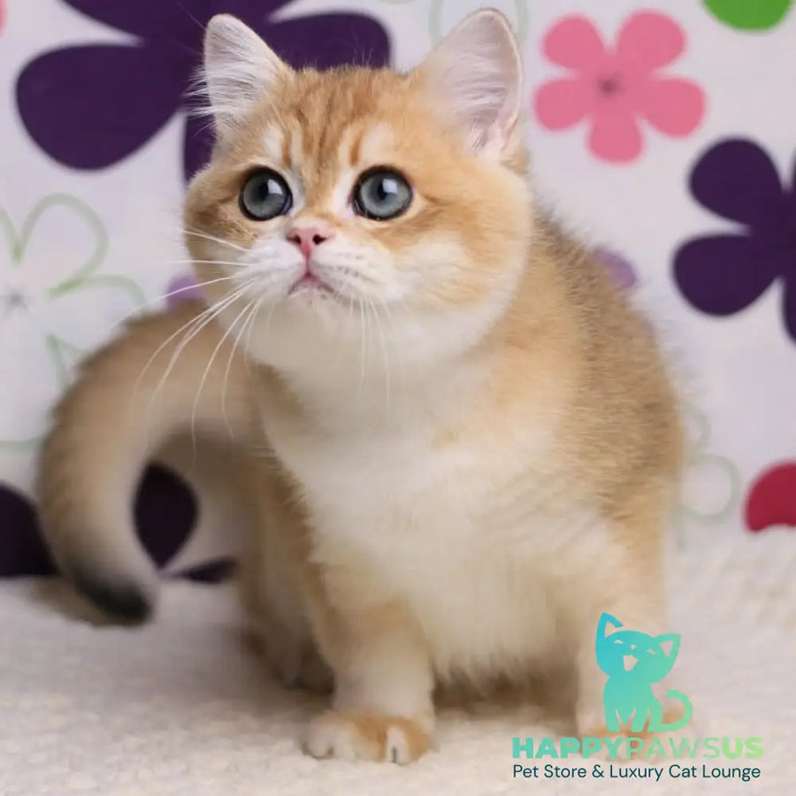 Saharok British Shorthair male black golden chinchilla - live animals