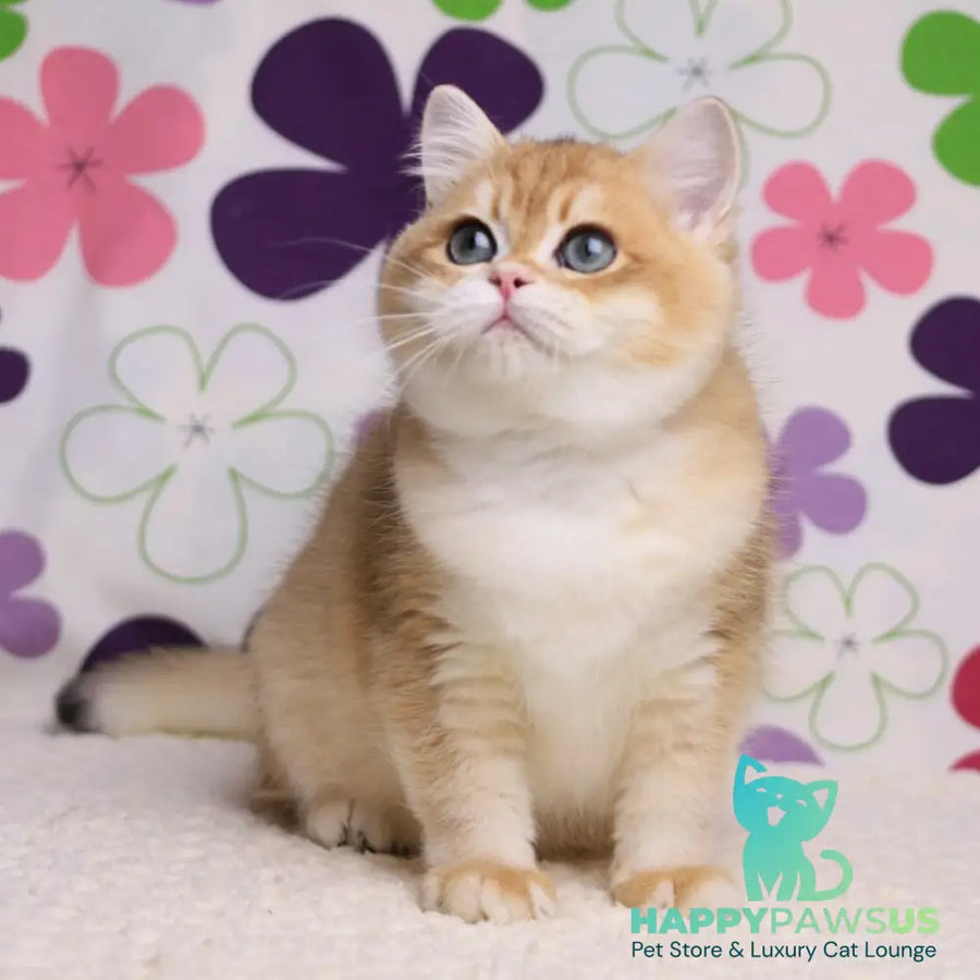 Saharok British Shorthair male black golden chinchilla - live animals