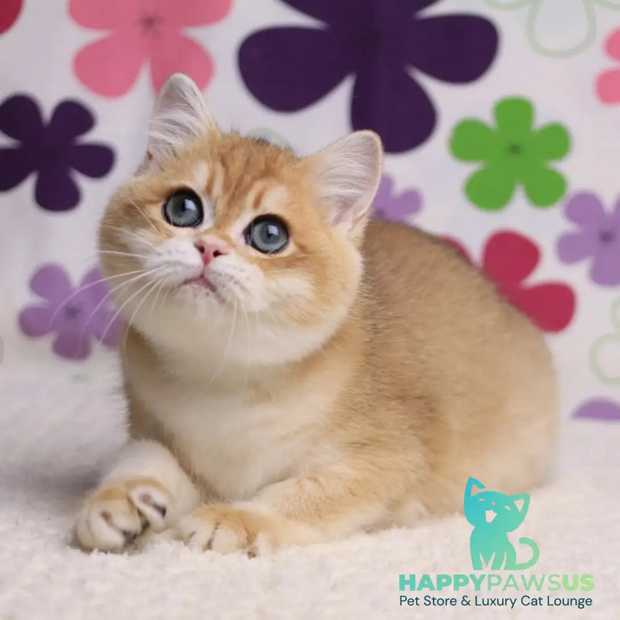 Saharok British Shorthair male black golden chinchilla - live animals